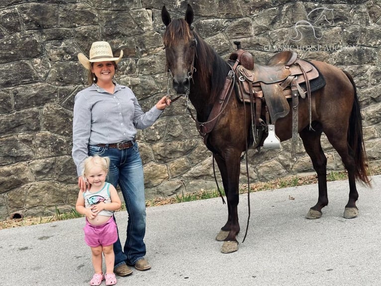 Kentucky Mountain Saddle Horse Caballo castrado 11 años 142 cm Negro in Parkers Lake, KY