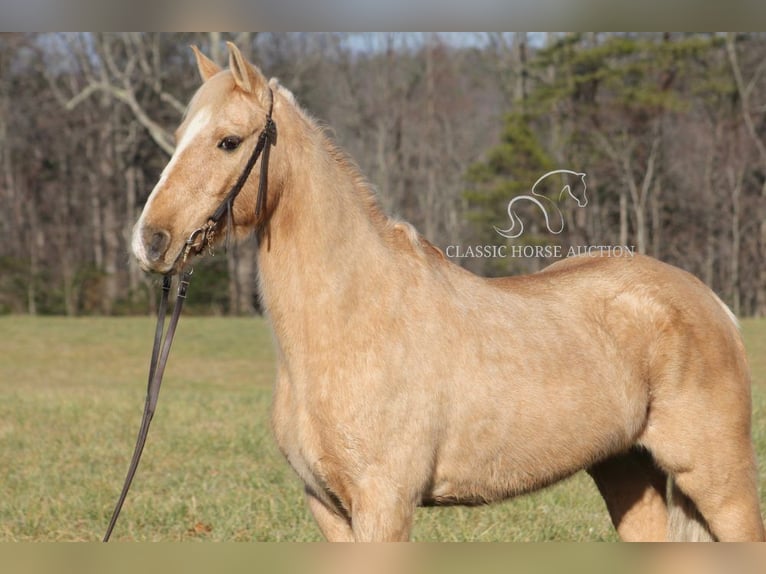 Kentucky Mountain Saddle Horse Caballo castrado 11 años 142 cm Palomino in Whitley City,KY