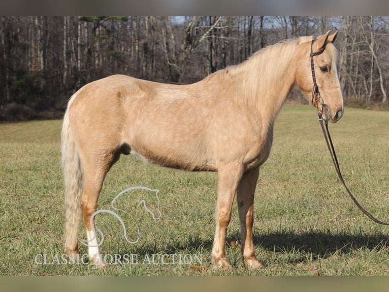 Kentucky Mountain Saddle Horse Caballo castrado 11 años 142 cm Palomino in Whitley City,KY