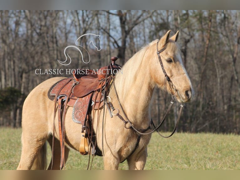 Kentucky Mountain Saddle Horse Caballo castrado 11 años 142 cm Palomino in Whitley City,KY