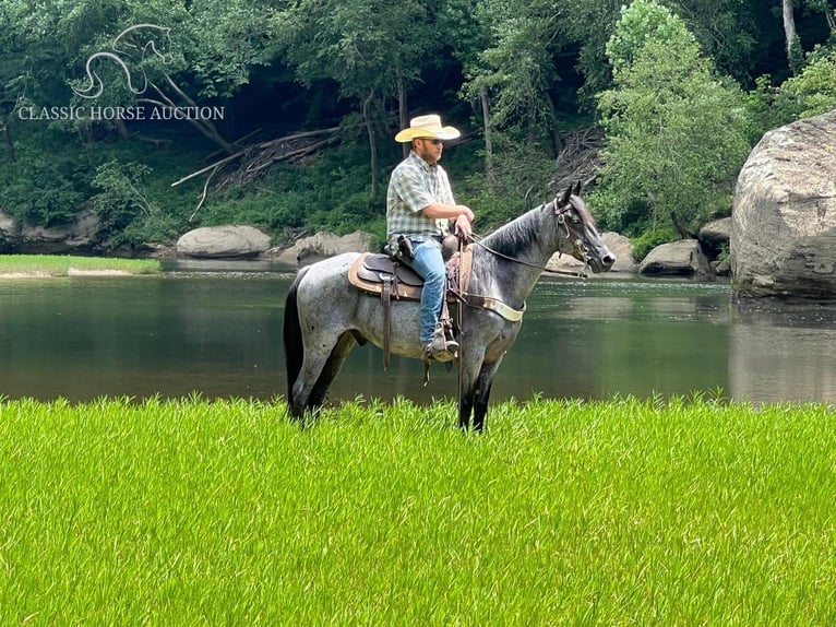 Kentucky Mountain Saddle Horse Caballo castrado 11 años 142 cm Ruano azulado in Whitley City, KY