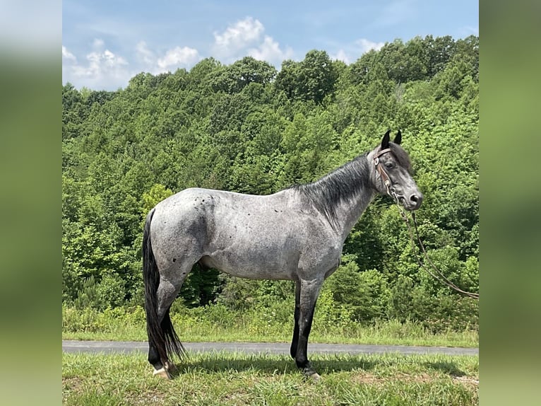 Kentucky Mountain Saddle Horse Caballo castrado 11 años 142 cm Ruano azulado in Whitley City, KY