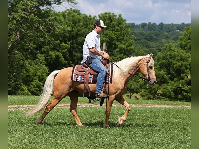 Kentucky Mountain Saddle Horse Caballo castrado 11 años 147 cm Palomino in Parkers Lake Ky