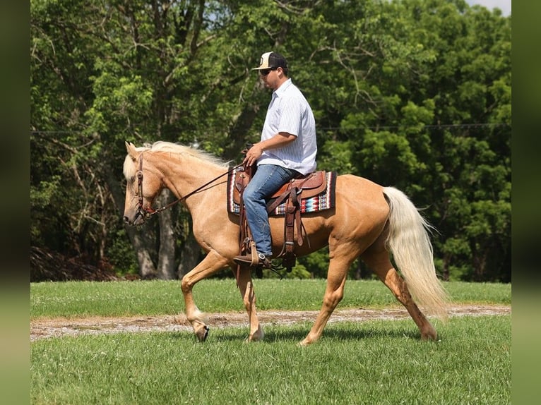 Kentucky Mountain Saddle Horse Caballo castrado 11 años 147 cm Palomino in Parkers Lake Ky