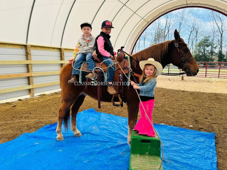 Kentucky Mountain Saddle Horse Caballo castrado 11 años 152 cm in Breeding, KY