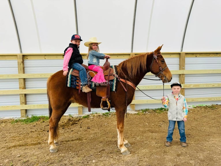Kentucky Mountain Saddle Horse Caballo castrado 11 años 152 cm in Breeding, KY