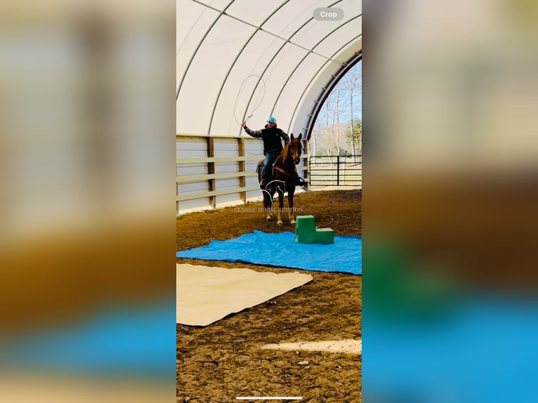 Kentucky Mountain Saddle Horse Caballo castrado 11 años 152 cm in Breeding, KY