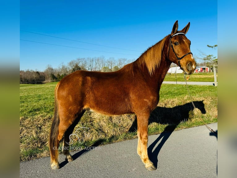 Kentucky Mountain Saddle Horse Caballo castrado 11 años 152 cm in Breeding, KY