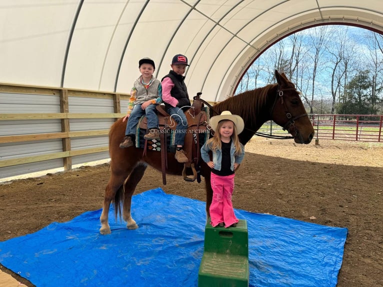 Kentucky Mountain Saddle Horse Caballo castrado 11 años 152 cm in Breeding, KY