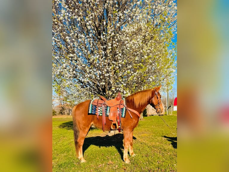 Kentucky Mountain Saddle Horse Caballo castrado 11 años 152 cm in Breeding, KY