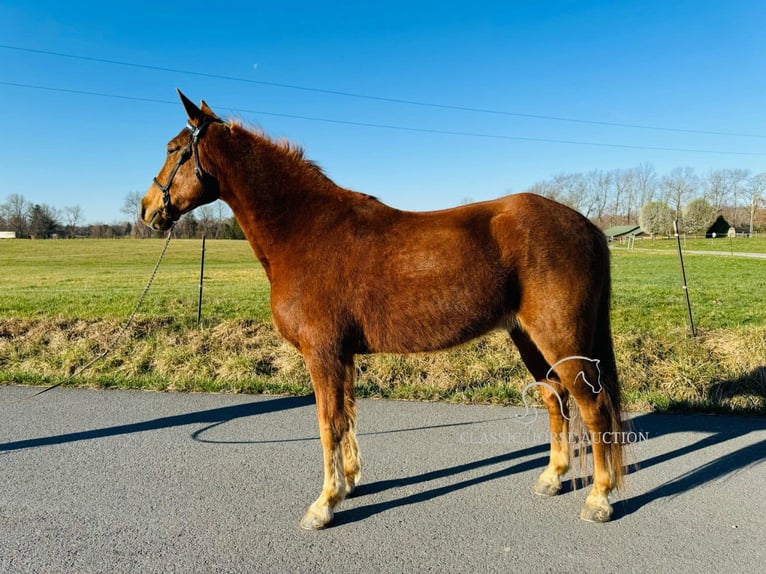 Kentucky Mountain Saddle Horse Caballo castrado 11 años 152 cm in Breeding, KY