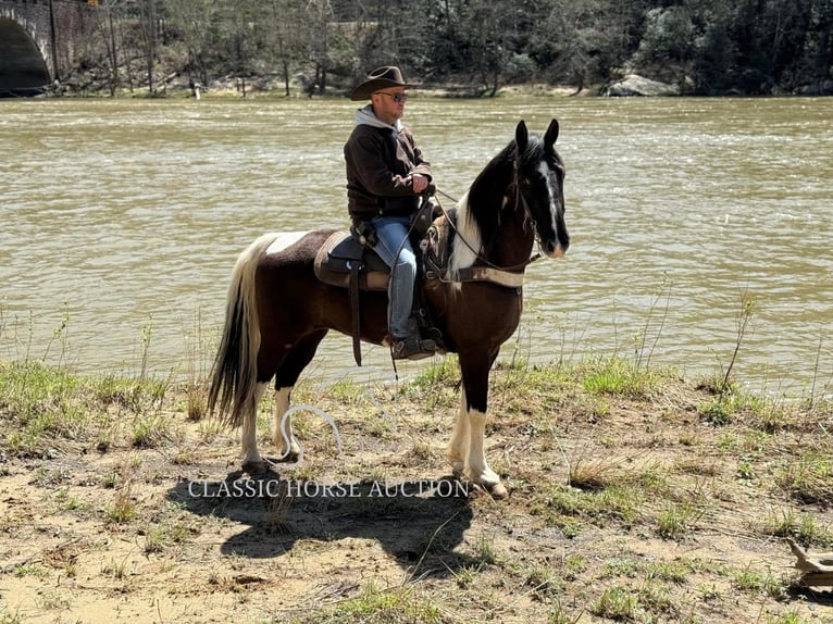 Kentucky Mountain Saddle Horse Caballo castrado 11 años 152 cm in Whitley City, KY