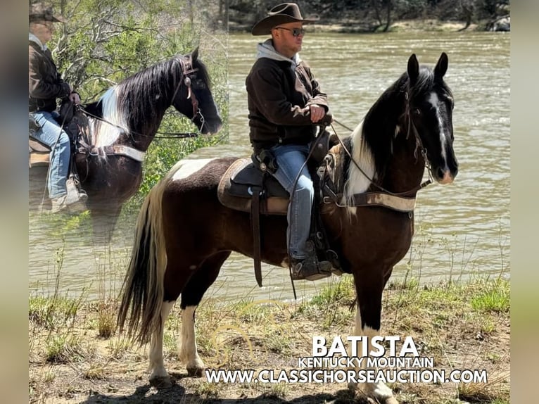 Kentucky Mountain Saddle Horse Caballo castrado 11 años 152 cm in Whitley City, KY