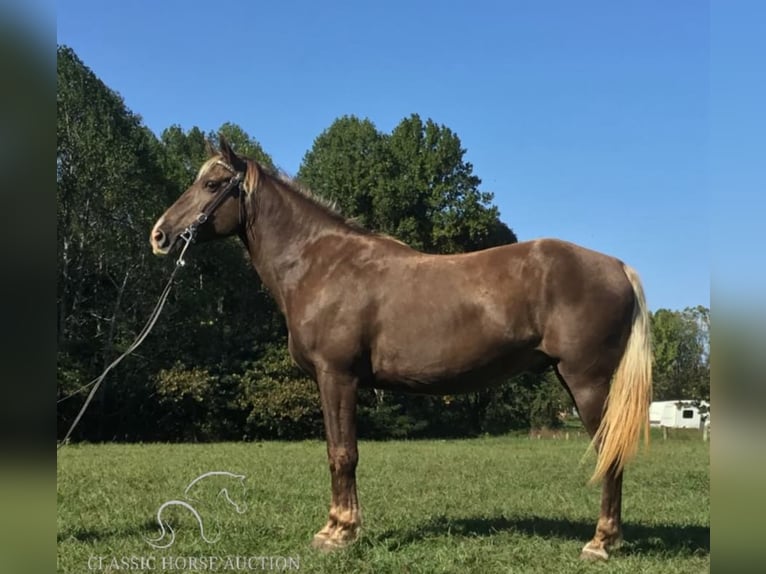 Kentucky Mountain Saddle Horse Caballo castrado 11 años 152 cm Castaño in Science Hill, KY