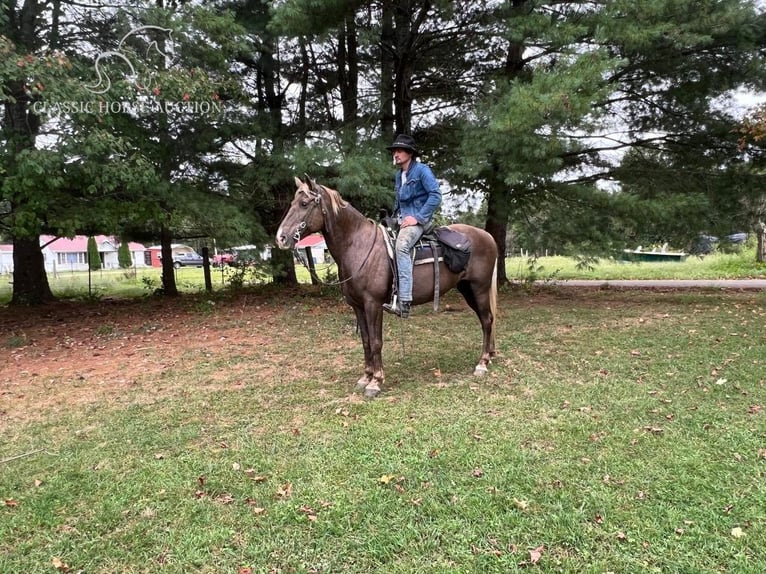 Kentucky Mountain Saddle Horse Caballo castrado 11 años 152 cm Castaño in Science Hill, KY