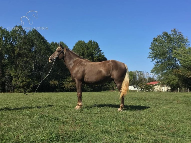 Kentucky Mountain Saddle Horse Caballo castrado 11 años 152 cm Castaño in Science Hill, KY