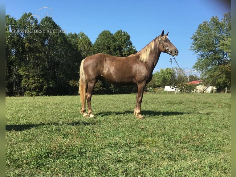 Kentucky Mountain Saddle Horse Caballo castrado 11 años 152 cm Castaño in Science Hill, KY