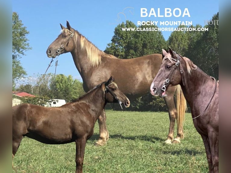 Kentucky Mountain Saddle Horse Caballo castrado 11 años 152 cm Castaño in Science Hill, KY