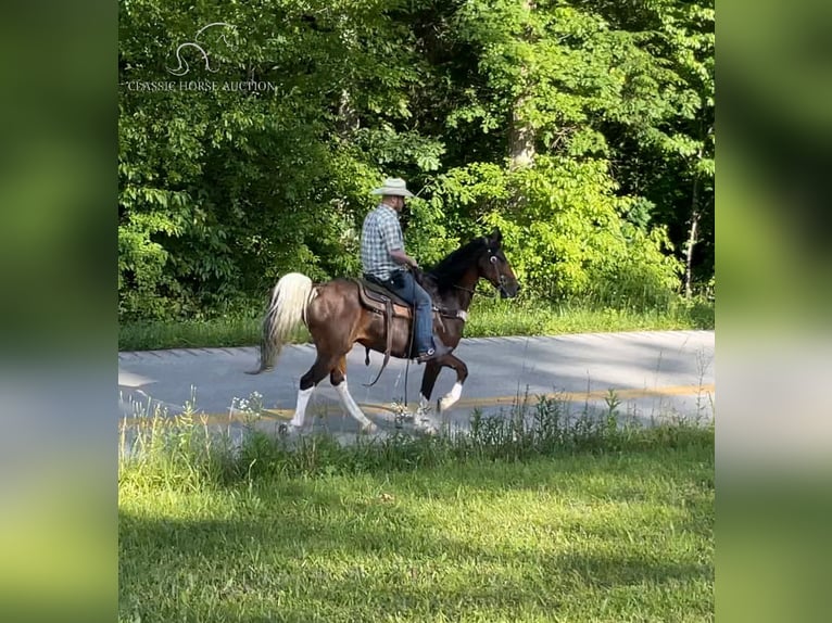 Kentucky Mountain Saddle Horse Caballo castrado 11 años 152 cm Castaño rojizo in Pine Knot, KENTUCKY