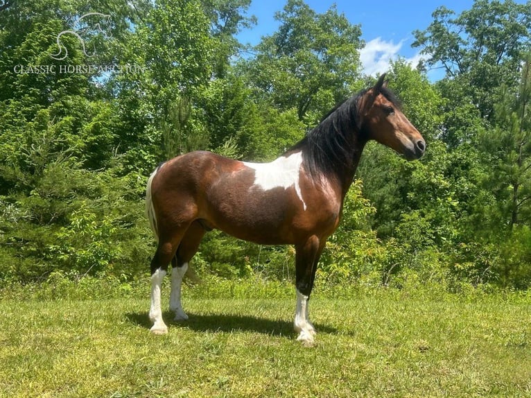 Kentucky Mountain Saddle Horse Caballo castrado 11 años 152 cm Castaño rojizo in Pine Knot, KENTUCKY