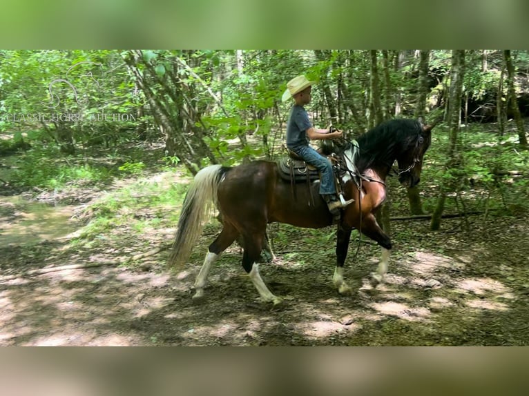 Kentucky Mountain Saddle Horse Caballo castrado 11 años 152 cm Castaño rojizo in Pine Knot, KENTUCKY