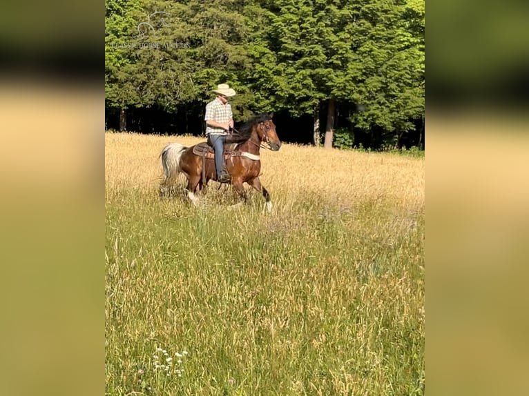 Kentucky Mountain Saddle Horse Caballo castrado 11 años 152 cm Castaño rojizo in Pine Knot, KENTUCKY