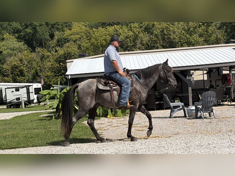 Kentucky Mountain Saddle Horse Caballo castrado 11 años 152 cm Ruano azulado in Felicity