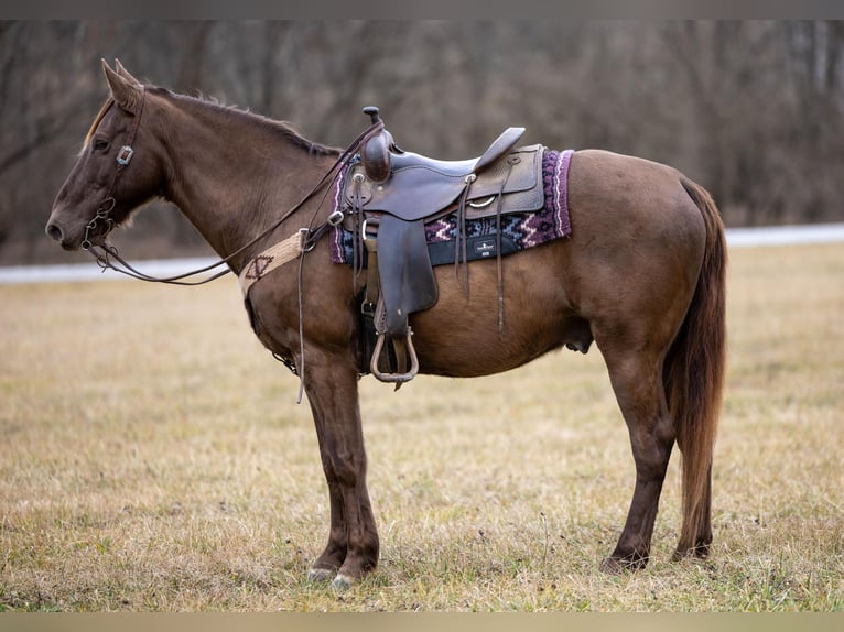 Kentucky Mountain Saddle Horse Caballo castrado 11 años Castaño in Ewing KY