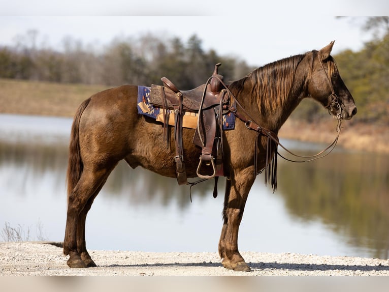 Kentucky Mountain Saddle Horse Caballo castrado 11 años Castaño in Ewing KY