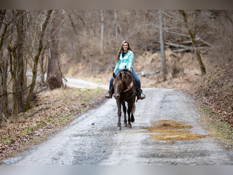 Kentucky Mountain Saddle Horse Caballo castrado 11 años Castaño in Ewing KY