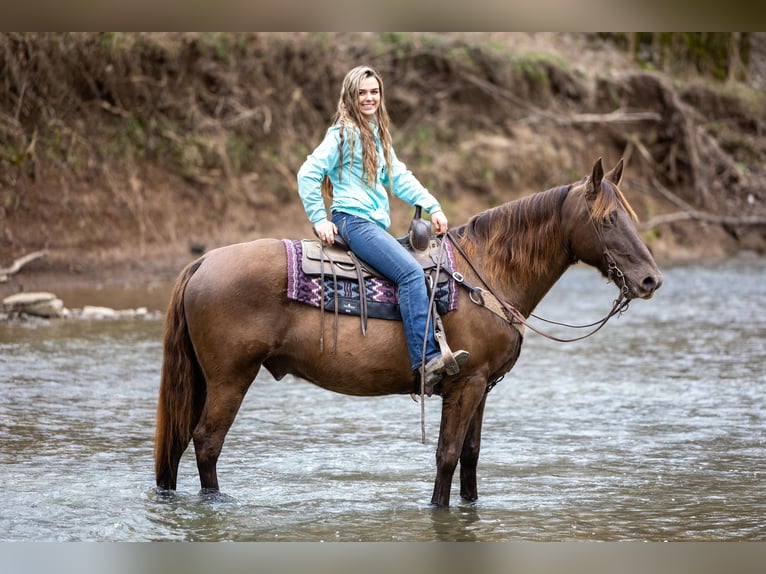 Kentucky Mountain Saddle Horse Caballo castrado 11 años Castaño in Ewing KY