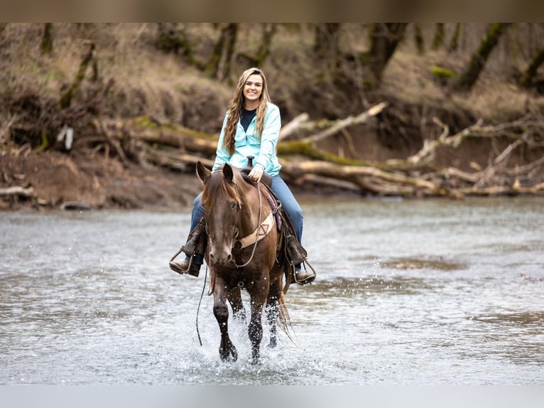 Kentucky Mountain Saddle Horse Caballo castrado 11 años Castaño in Ewing KY