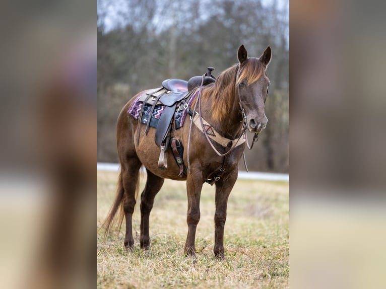 Kentucky Mountain Saddle Horse Caballo castrado 11 años Castaño in Ewing KY