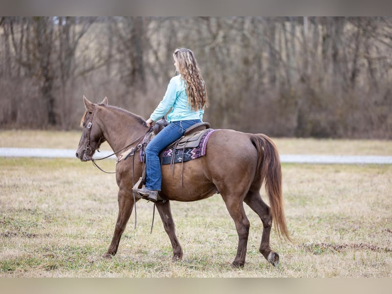 Kentucky Mountain Saddle Horse Caballo castrado 11 años Castaño in Ewing KY