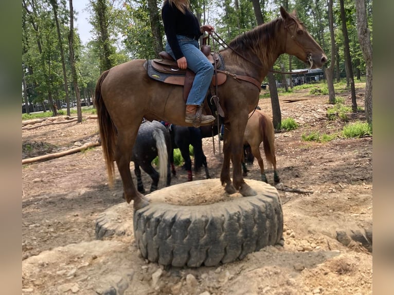 Kentucky Mountain Saddle Horse Caballo castrado 11 años Castaño in Ewing KY