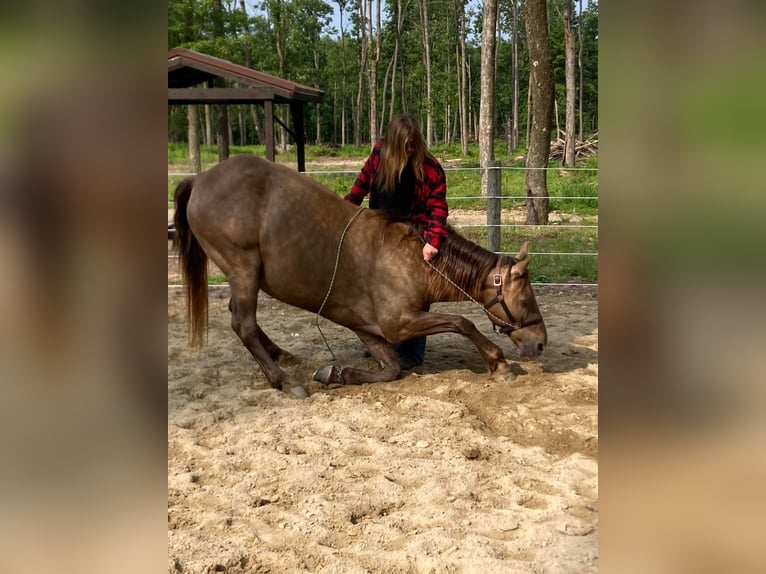 Kentucky Mountain Saddle Horse Caballo castrado 11 años Castaño in Ewing KY