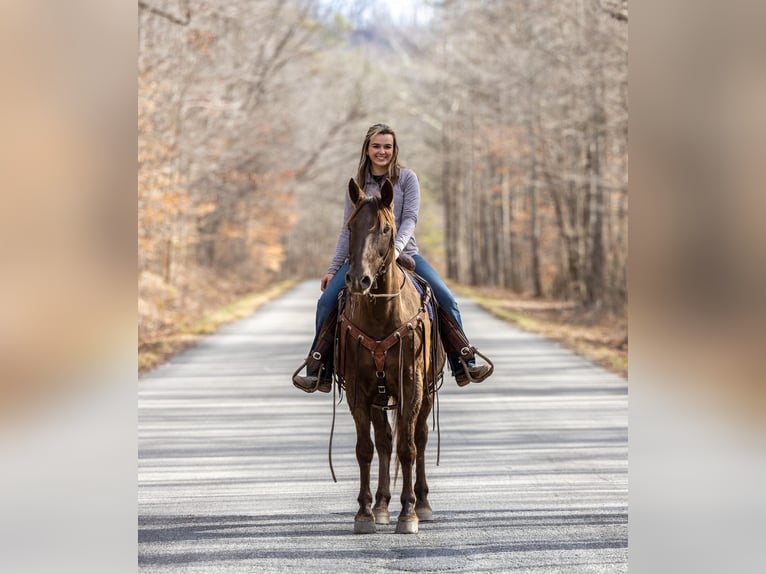 Kentucky Mountain Saddle Horse Caballo castrado 11 años Castaño in Ewing KY