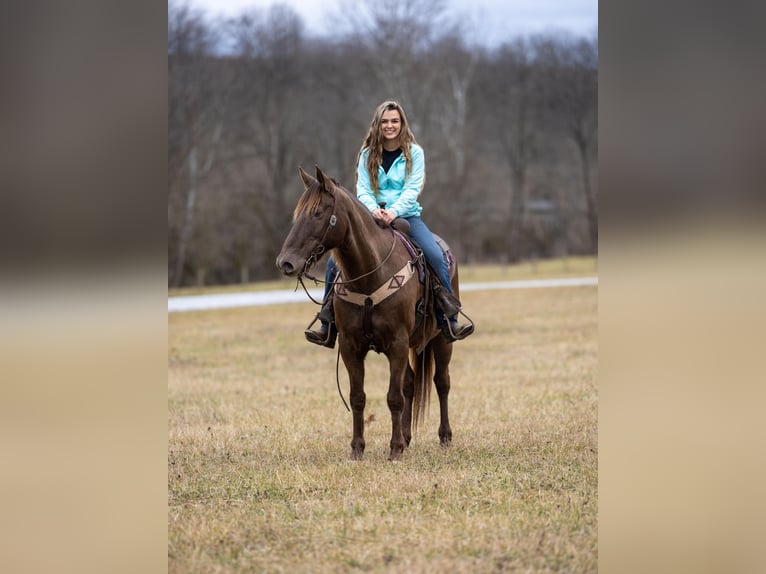 Kentucky Mountain Saddle Horse Caballo castrado 11 años Castaño in Ewing KY