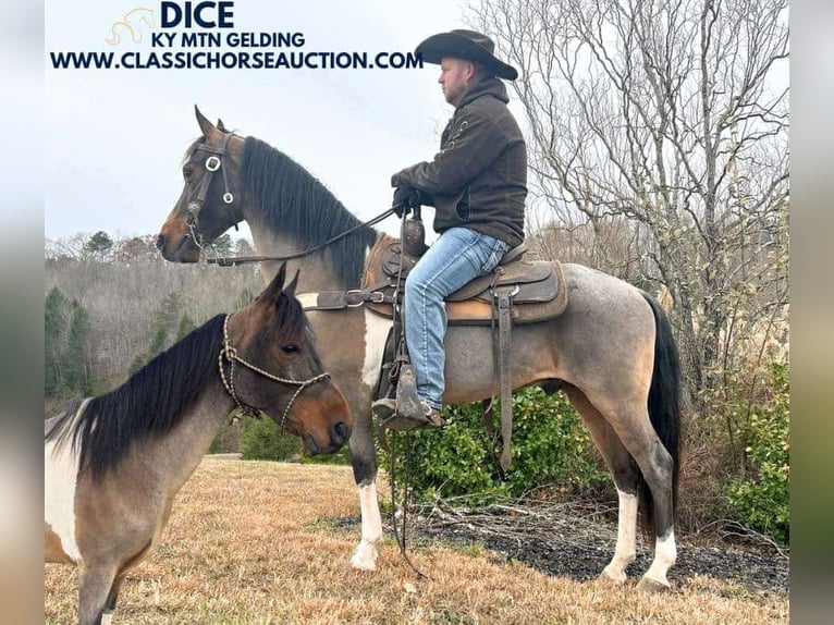 Kentucky Mountain Saddle Horse Caballo castrado 12 años 142 cm Castaño rojizo in Whitley City, KY