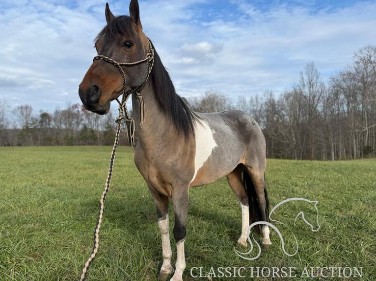 Kentucky Mountain Saddle Horse Caballo castrado 12 años 142 cm Castaño rojizo in Whitley City, KY