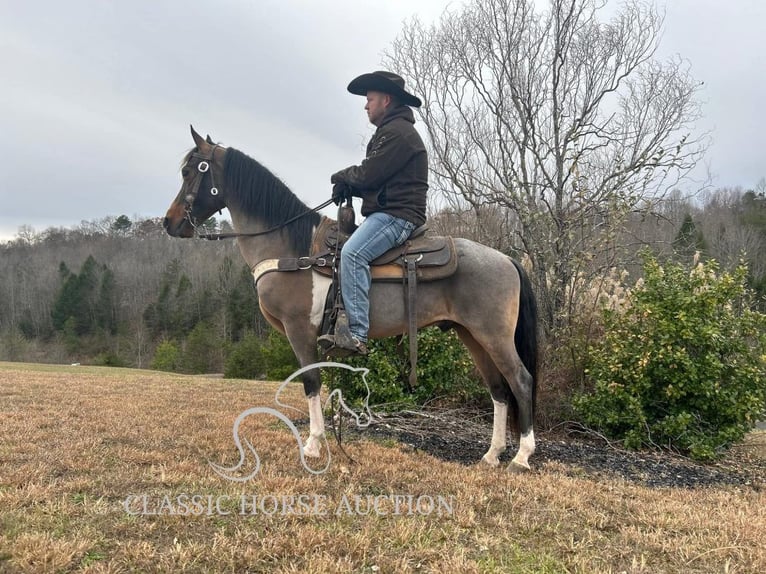 Kentucky Mountain Saddle Horse Caballo castrado 12 años 142 cm Castaño rojizo in Whitley City, KY