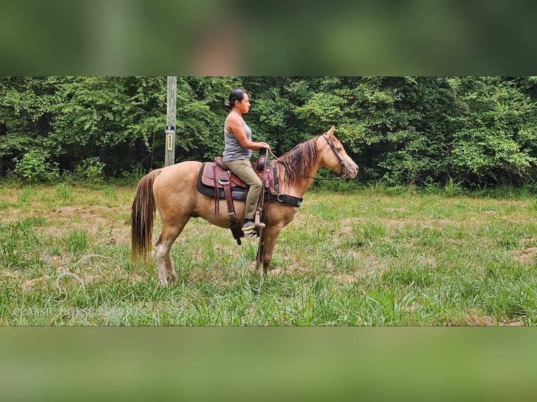 Kentucky Mountain Saddle Horse Caballo castrado 12 años 142 cm Champán in Gillsville, GA