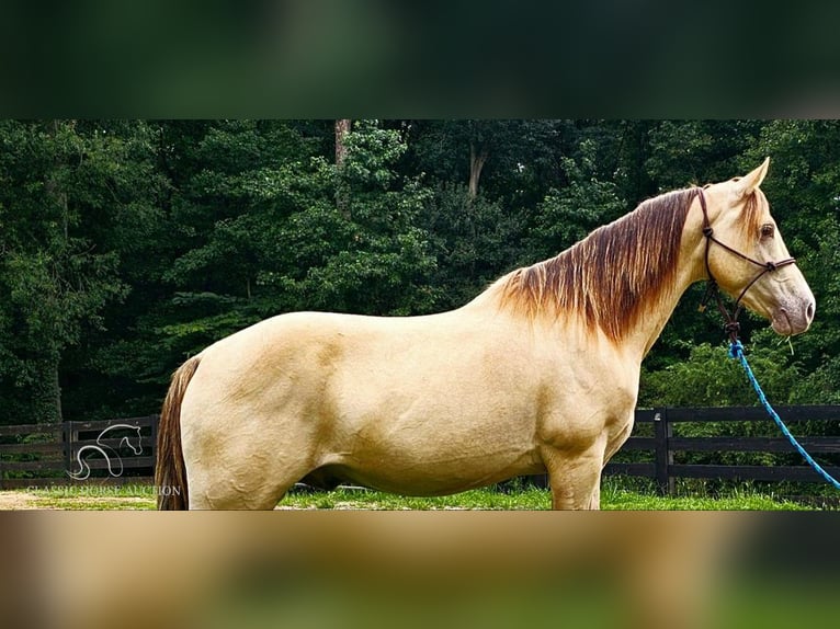 Kentucky Mountain Saddle Horse Caballo castrado 12 años 142 cm Champán in Gillsville, GA