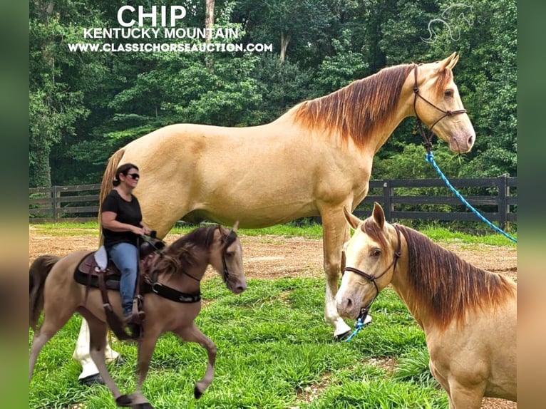 Kentucky Mountain Saddle Horse Caballo castrado 12 años 142 cm Champán in Gillsville, GA