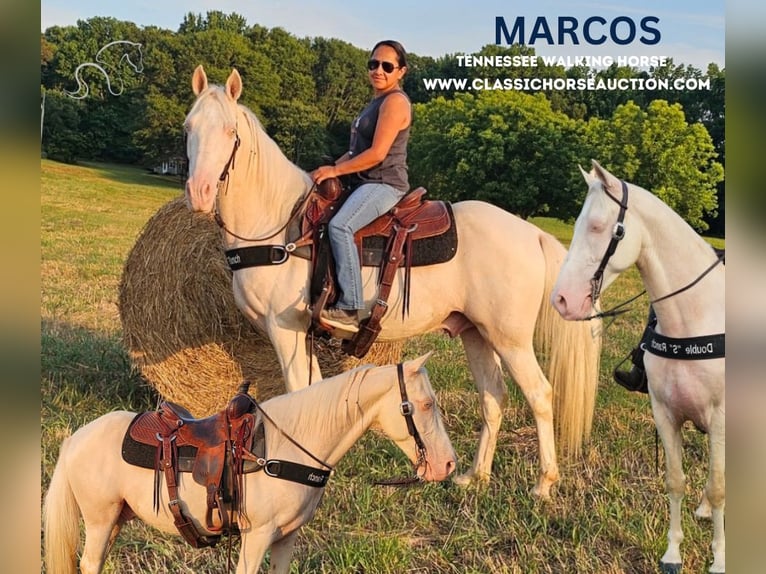 Kentucky Mountain Saddle Horse Caballo castrado 12 años 142 cm Cremello in Gillsville, GA