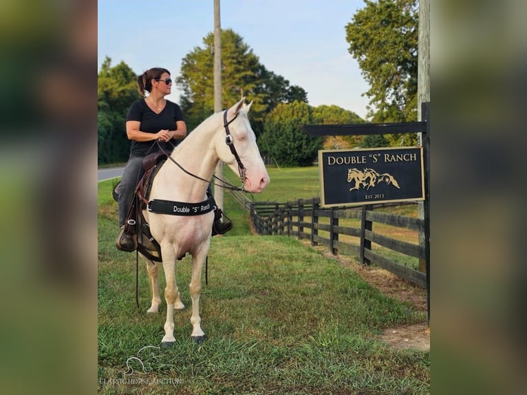 Kentucky Mountain Saddle Horse Caballo castrado 12 años 142 cm Cremello in Gillsville, GA