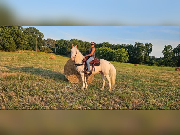 Kentucky Mountain Saddle Horse Caballo castrado 12 años 142 cm Cremello in Gillsville, GA