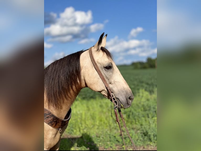 Kentucky Mountain Saddle Horse Caballo castrado 12 años 152 cm Buckskin/Bayo in Moscow, OH