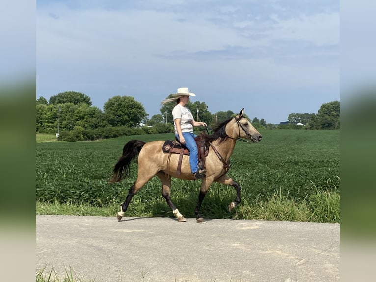 Kentucky Mountain Saddle Horse Caballo castrado 12 años 152 cm Buckskin/Bayo in Moscow, OH