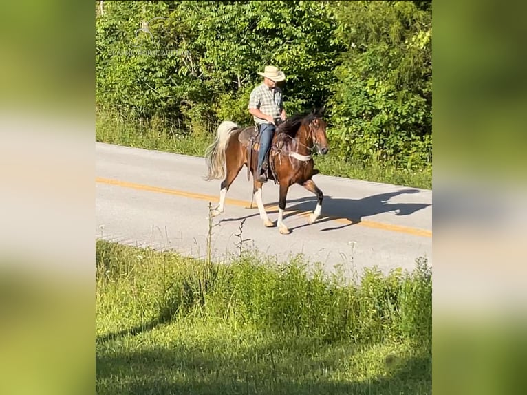 Kentucky Mountain Saddle Horse Caballo castrado 12 años 152 cm Castaño rojizo in Pine Knot, KENTUCKY